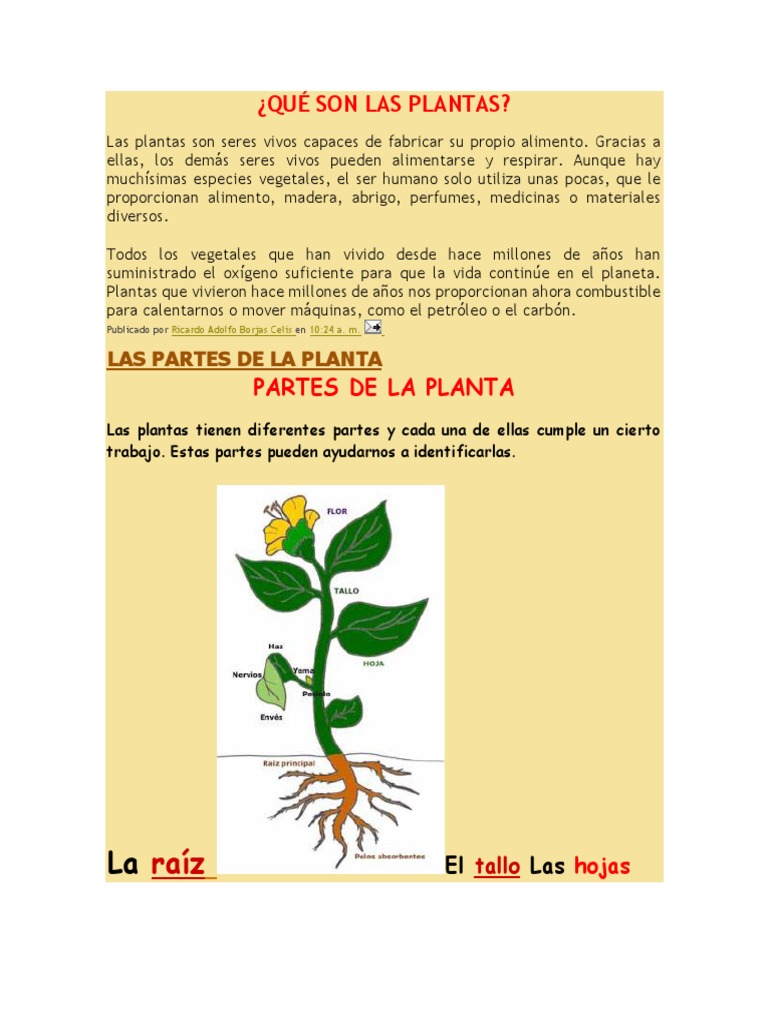 Partes y funciones de las plantas | PDF | Hoja | Tallo de la planta