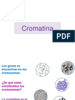 Cromatina Nov, 17 OPEXT05