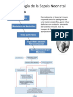 Fisiopatología de la Sepsis Neonatal.pptx