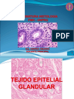 Tejido Epitelial Glandular