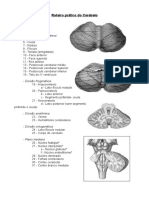 09 Cerebelo PDF