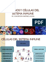 Órganos y Células Del Sistema Inmune