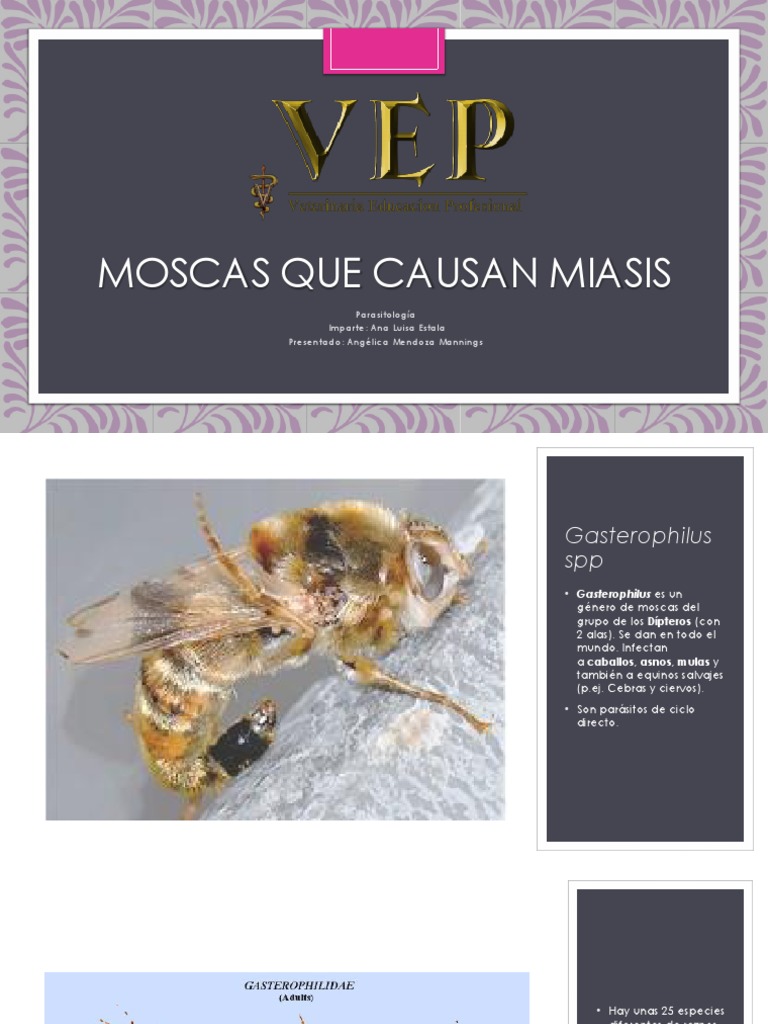 Moscas Que Causan Miasis | PDF | Mosca | Oveja