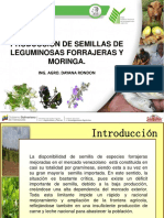 Produccion de Semilla de Moringa - PDF Inia