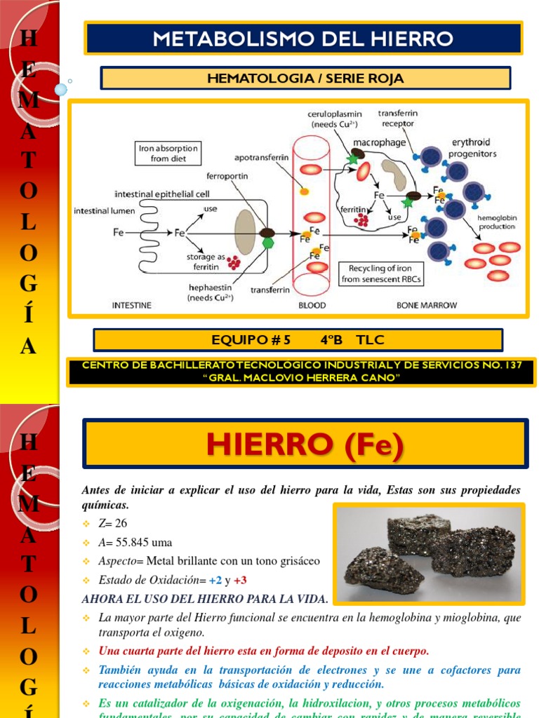 Metabolismo Del Hierro Hierro Biología molecular