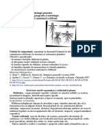 Structura Morfo-Anatomică A Rădăcinii