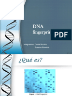 DNA Fingerprint
