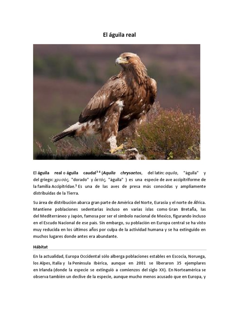 El Aguila Real | PDF | Aves | Tetrápodos