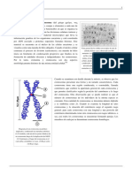Cromosoma