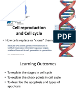 Cell cycle stages, regulation and checkpoints