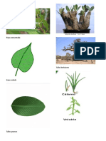 Tipos de hojas y frutas en plantas