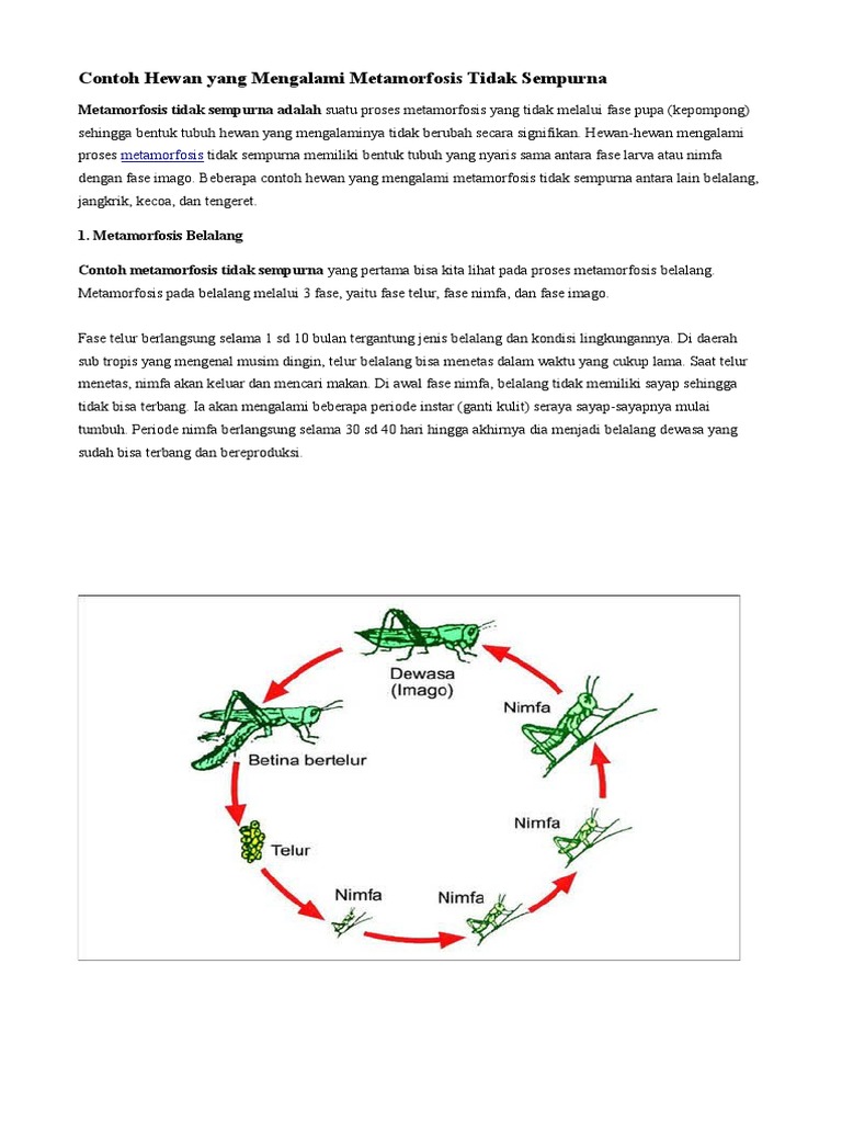 72 Gambar Hewan Yang Tidak Sempurna Terbaik
