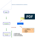 Ciclo Bioquimico de La Degradacion de La Clorofila