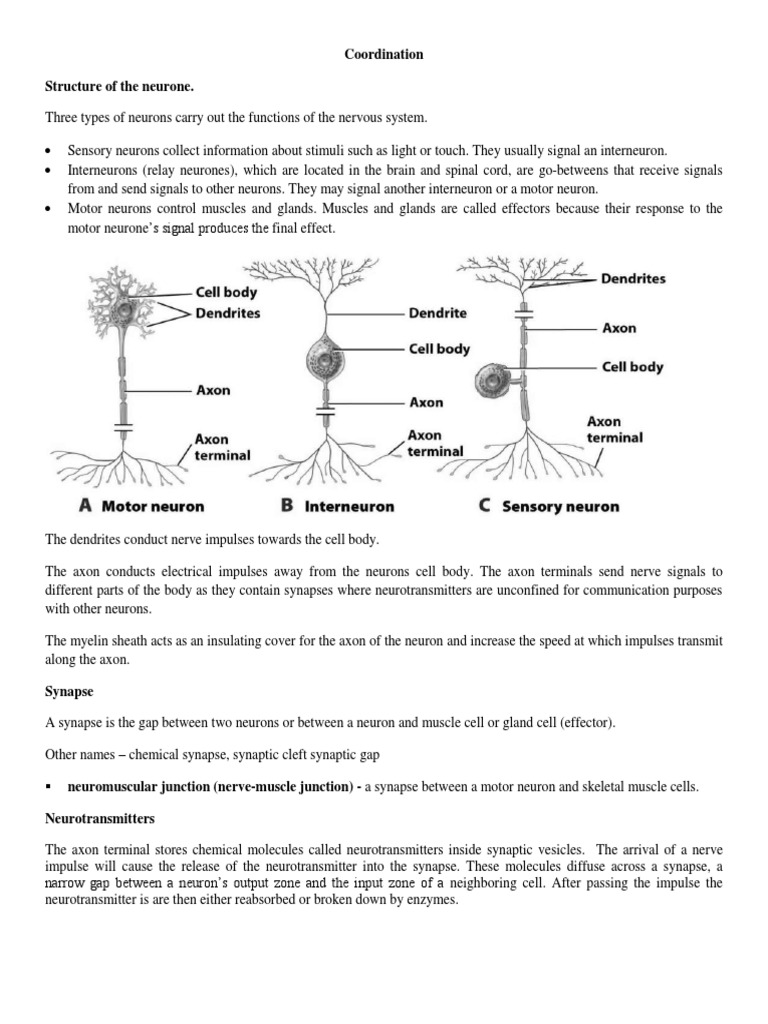 Neuron Functions and Nervous System Overview | PDF | Neuron | Ear