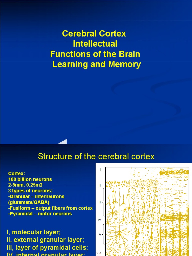 Types of memory - Queensland Brain Institute - University of