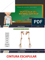 osteología del miembro superior