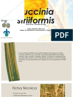 Puccinia Striiformis