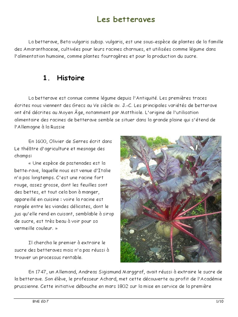 Histoire et usages de la betterave | PDF | Betterave | Sucre