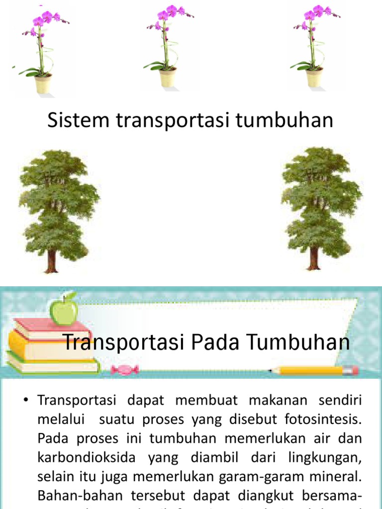 Sistem Transportasi Tumbuhan