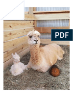 Diddy Alpacas