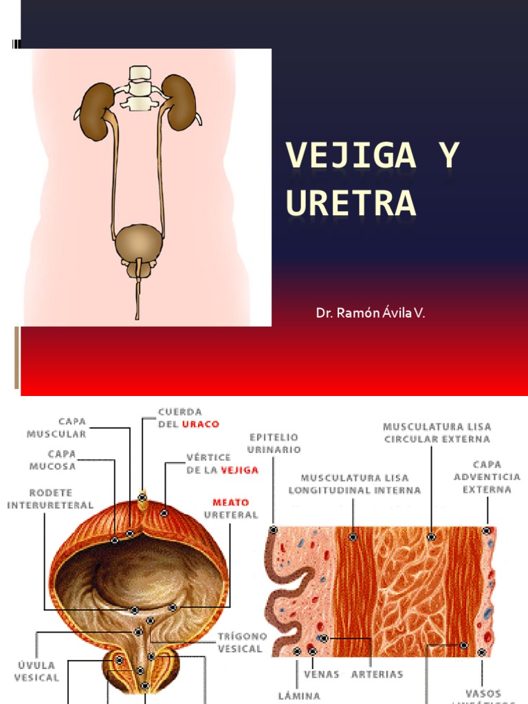 11= Vejiga y Uretra Vejiga urinaria Membrana mucosa