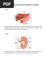 7 Organ Tubuh Manusia Beserta Gambar