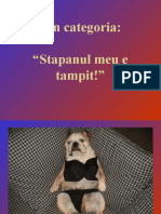 Din_categoria_-_stapanul_meu_e_tampit