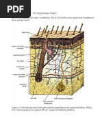 Download Integumentary System LATEST by PJHG SN37211925 doc pdf