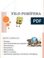 Filo Porifera