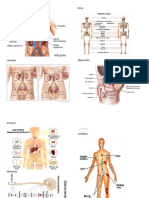 tipos de Sistemas del Cuerpo Humano.docx