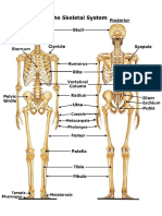 Skeletal System Diagram