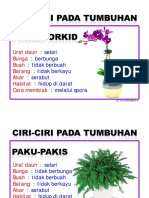 Ciri2 Pada Tumbuhan Tahun 3