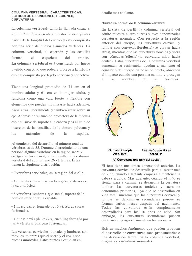 Estructura y Curvaturas de la Columna Vertebral | PDF | Vértebra | La ...