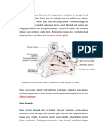 Anatomi Sinus