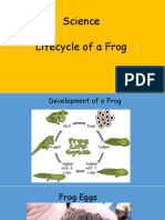 Lifecycle of A Frog