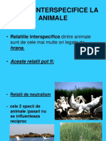 Relati I Inter Specific El A Animal e