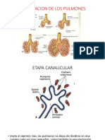 Maduracion de Los Pulmones