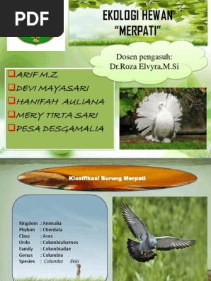 Burung Merpati