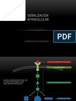 sennalizacion_intracelular