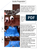 Growing Azolla For Cattle in India