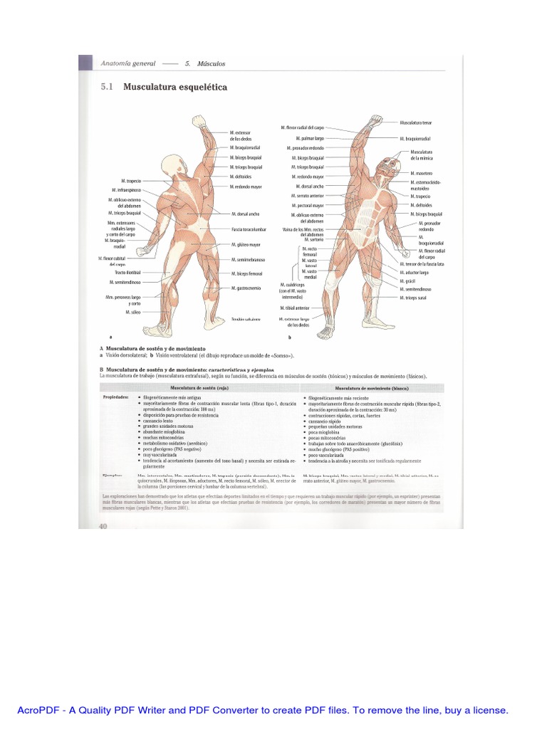 Prometheus Atlas Anatomy PDF Guide | PDF | Portable Document Format ...