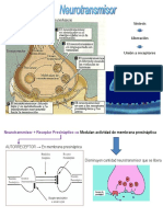 Neurotransmisores: clasificación, síntesis y acción