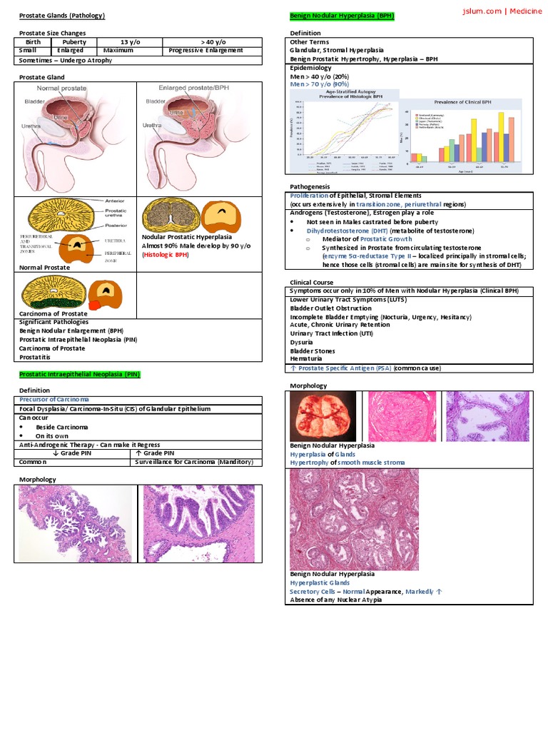 Prostate Glands | PDF | Prostate Specific Antigen | Prostate Cancer