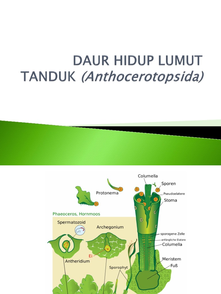Daur Hidup Lumut Tanduk Anthocerotopsida