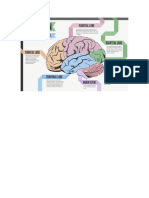 Brain Anatomy and Functions
