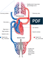 Circulation of Blood