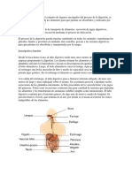 El Aparato Digestivo Es El Conjunto de Órganos Encargados Del Proceso de La Digestión