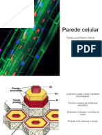 2 Estrutura e Componentes Da Parede Celular