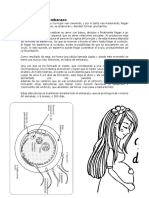 Fecundación y Embarazo