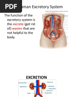 The Human Excretory System: The Function of The Excretory System Is The (Get Rid Of) That Are Not Helpful To The Body